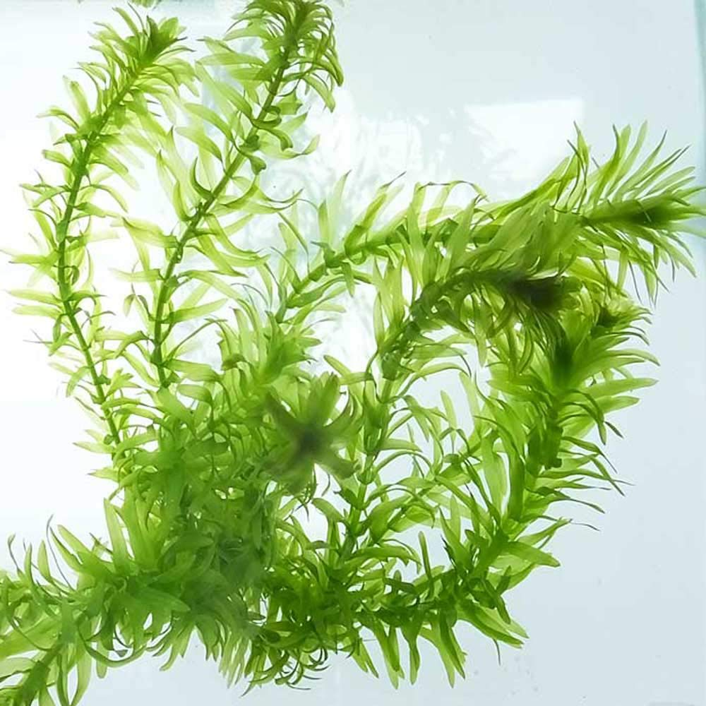 Amazon.co.jp: （水草）国産 無農薬 アナカリス メダカ 金魚藻