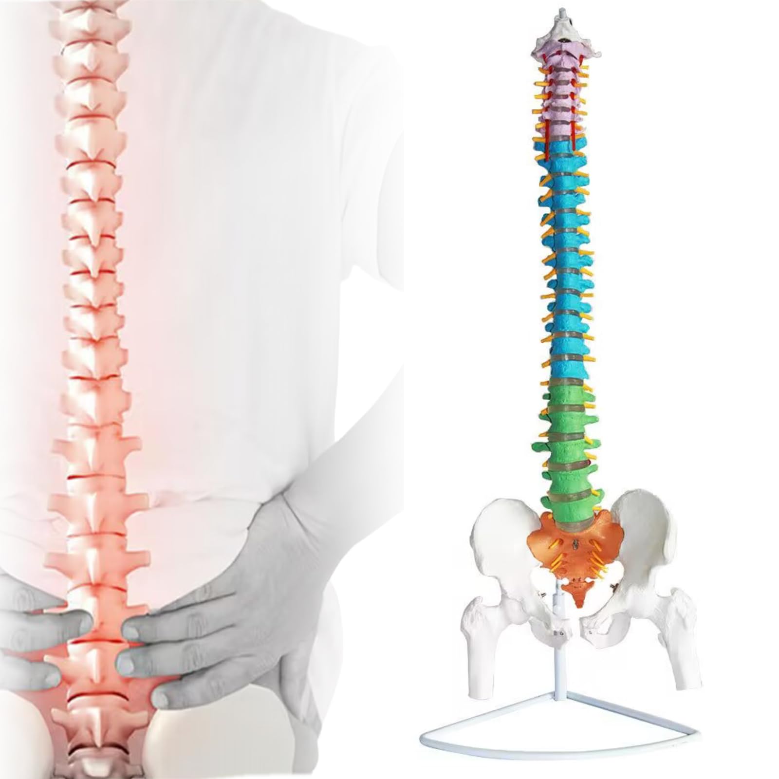 骨格模型 脊柱 骨盤 スタンド付き カイロ 整体 接骨鍼灸院 背骨 色付き