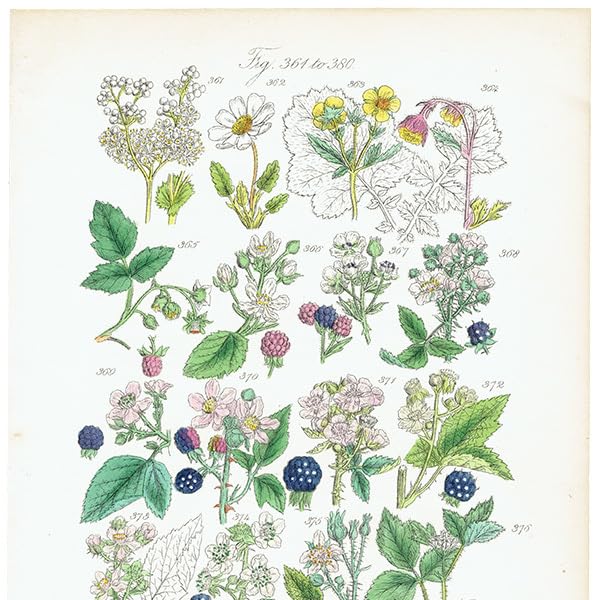 ☆イギリス ボタニカルアート ③ Amazon.co.jp: イギリス アンティーク