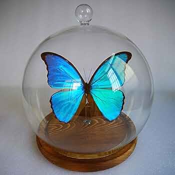 蝶の標本 17頭ガラスケース入り