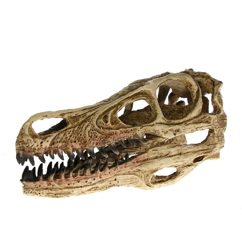 木彫 恐竜 ユウティラヌス 頭骨模型 11cm 木彫 恐竜 ユウティラヌス