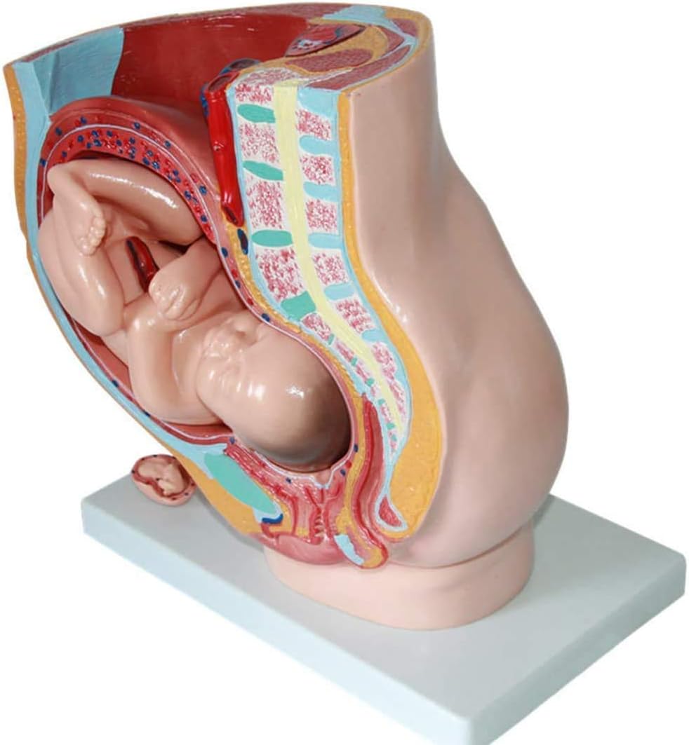 計画出産のための胎児9ヶ月間の女性骨盤子宮Pvcaveモデルテンプレート