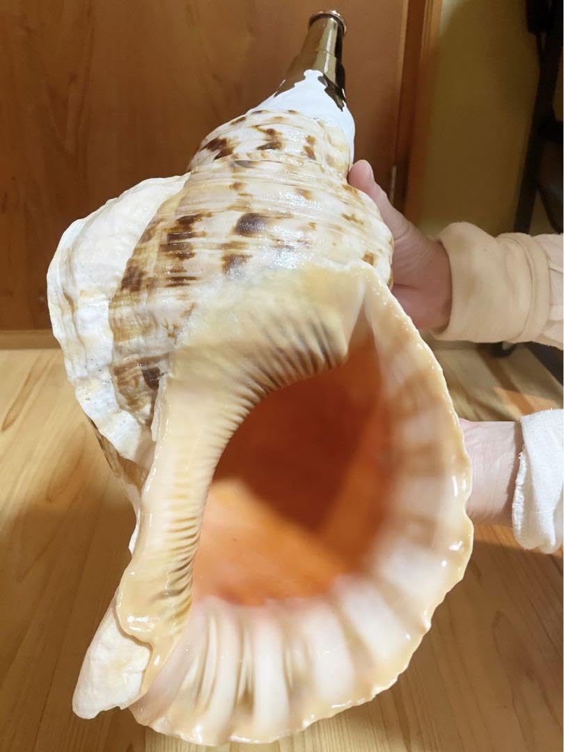 節約 魔除け 法螺貝 ホラ貝 ほらがい 置物 修験道 魔除け 法螺貝 ホラ