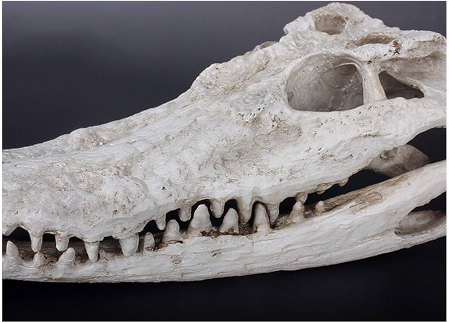 Amazon.co.jp: クロコダイルの頭蓋骨 リアル ワニの頭の模型 樹脂製