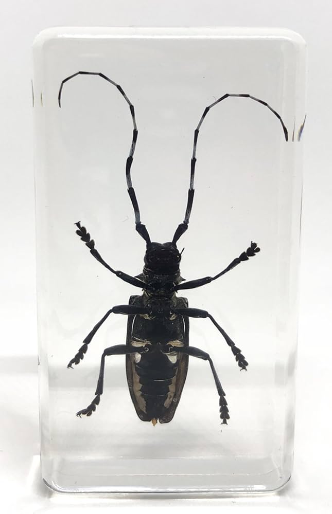 Amazon.co.jp: [透明標本制作所]樹脂封入 標本 カミキリムシ Aタイプ