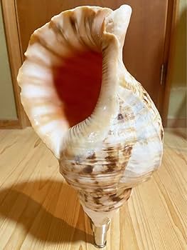 Amazon.co.jp: 巨大肉厚修験道法螺貝 山伏 密教 魔除け 熊よけほら貝