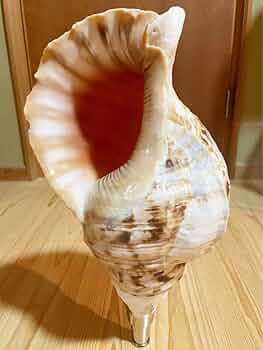 特大42㎝修験道法螺貝 山伏 密教 魔除け 熊よけ ❣️ホラガイ ほら貝