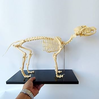 61agFP4PvTL._AC_UF350,