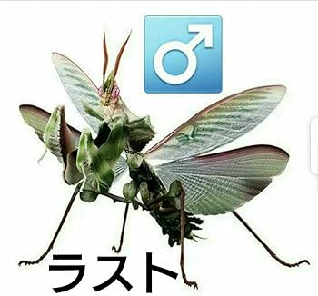 Amazon.co.jp: いきもの大図鑑アドバンス ニセハナマオウカマキリ おす