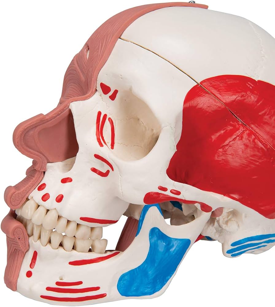 Amazon.co.jp: 3B Scientific A300 顔の筋肉を持つ頭蓋骨 - 3B