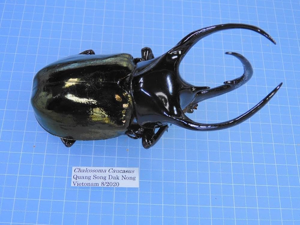 Amazon.co.jp: ベトナム産 コーカサスオオカブト 100mm : ペット用品