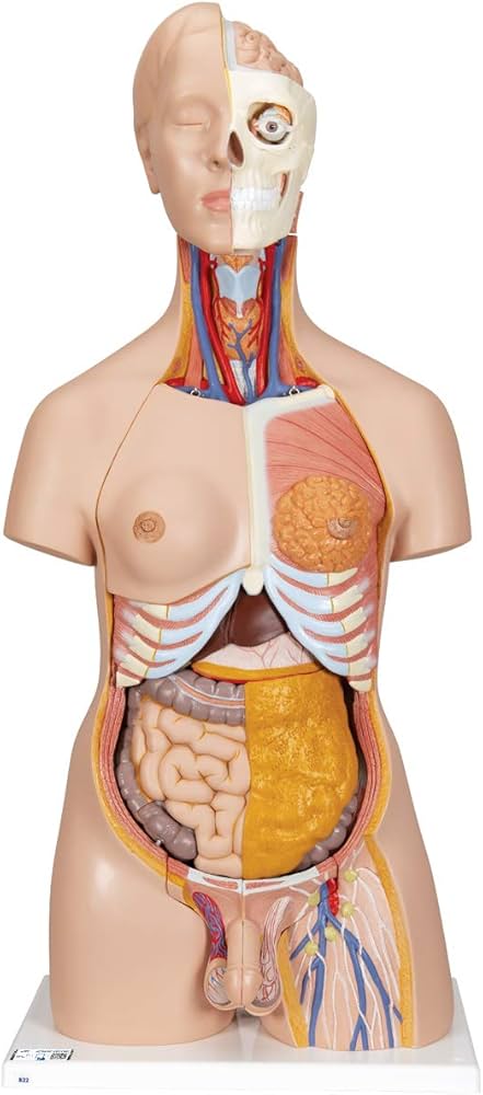 Amazon.co.jp: シンプルな人体解剖模型，内臓の取り外し可，男女の