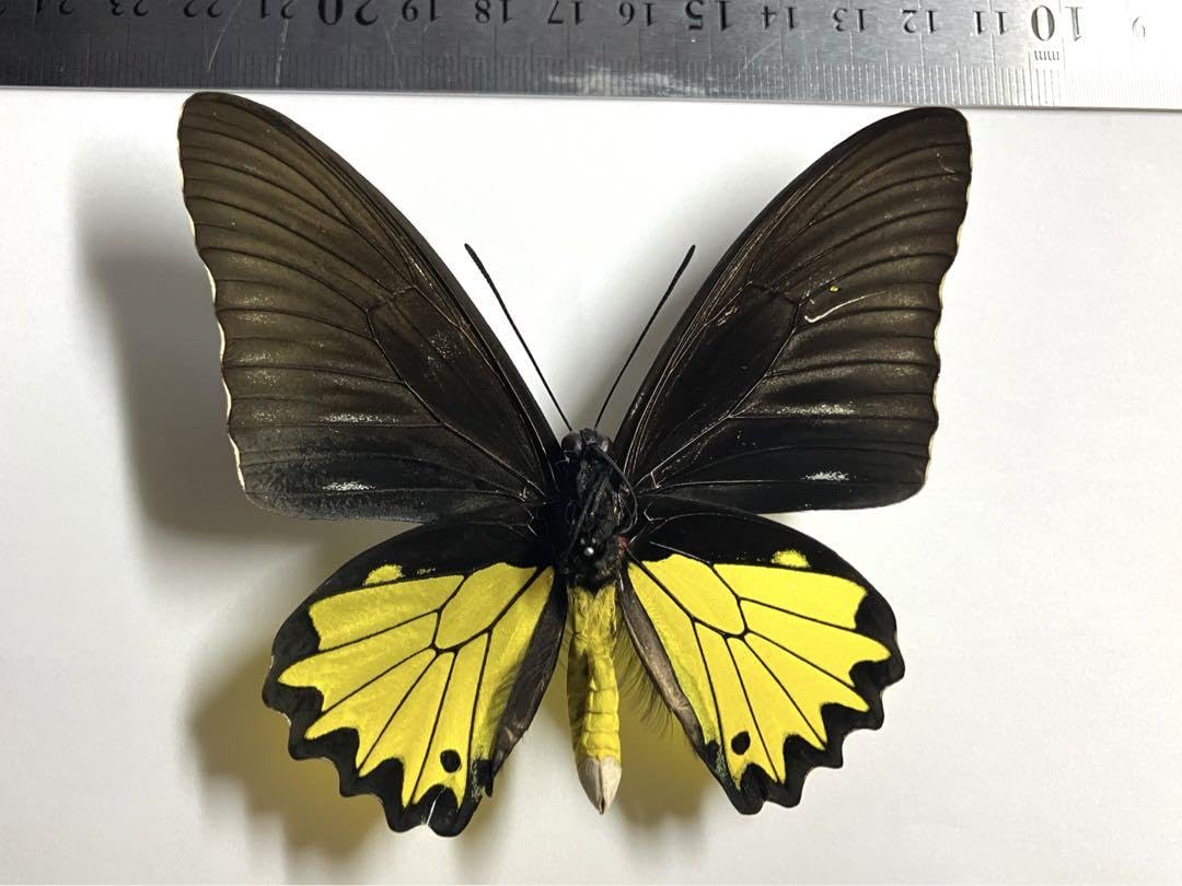 蝶標本 アケボノアゲハ・ジャコウアゲハ各種 産地別コレクション
