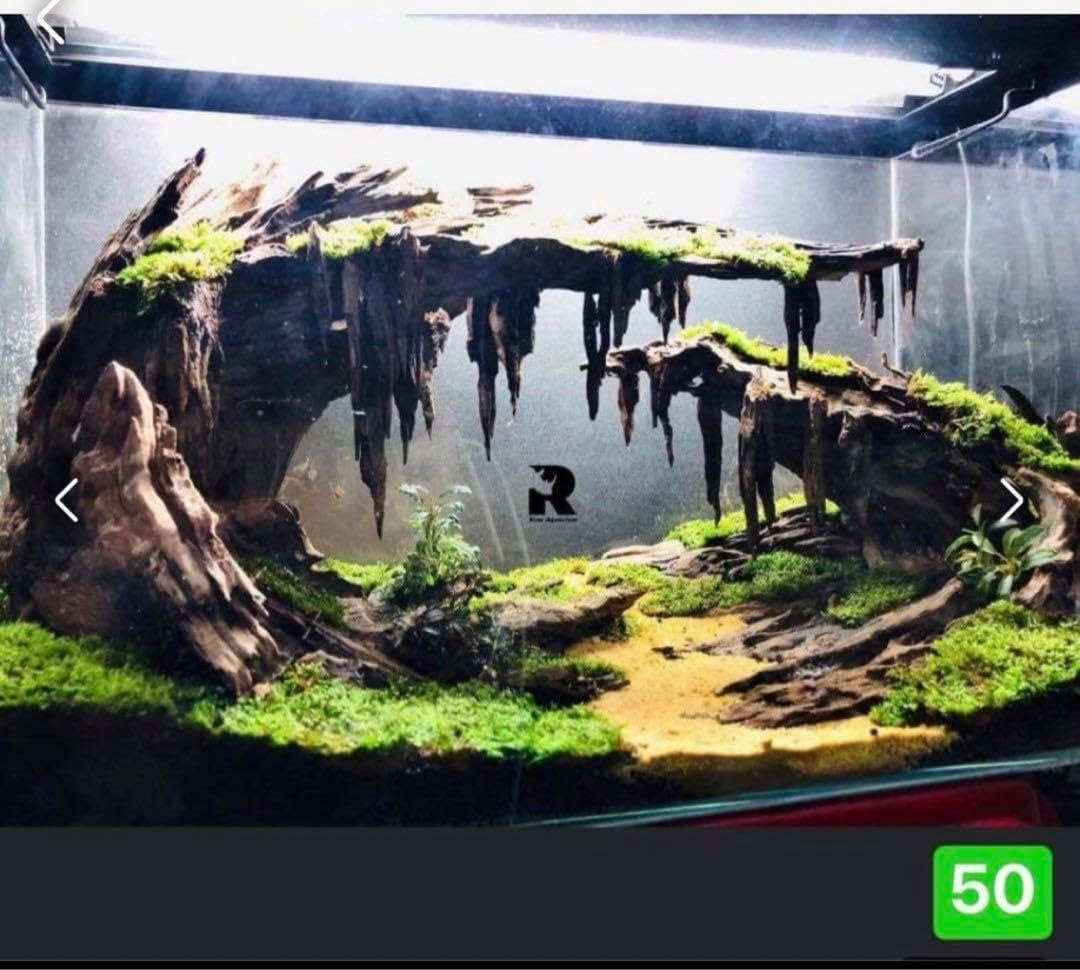 アクアテラリウム 水槽流木。水生植 物 水槽用流木 アクアリウム 盆栽