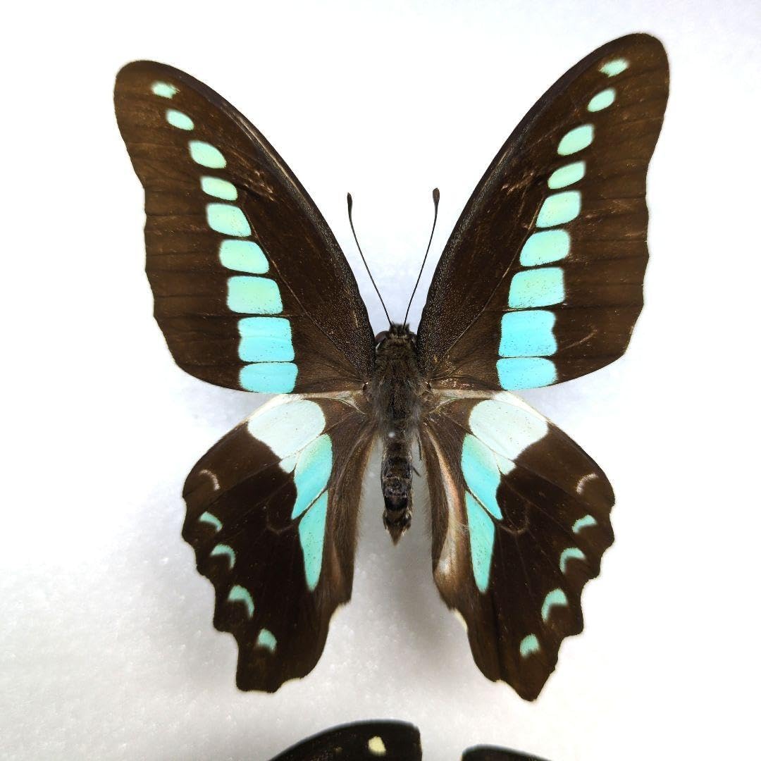 蝶標本 アゲハチョウ類8種47頭、大型ドイツ標本箱2箱入りセット 蝶