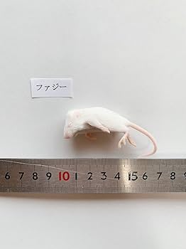 Amazon | 国産冷凍マウス (ファジー/6g 10匹入り) 爬虫類 猛禽類