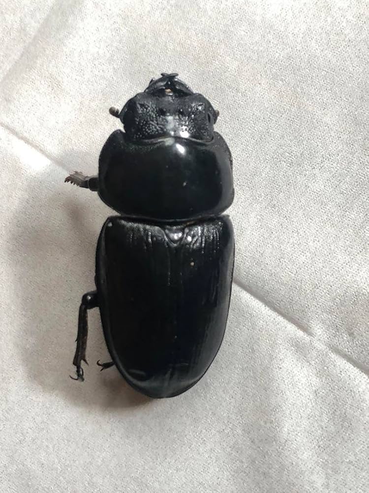 6月1日まで限定セール 昆虫標本 クワガタムシ 6月1日まで限定セール