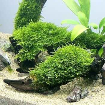 61eeuDi7DeL._AC_UF350,