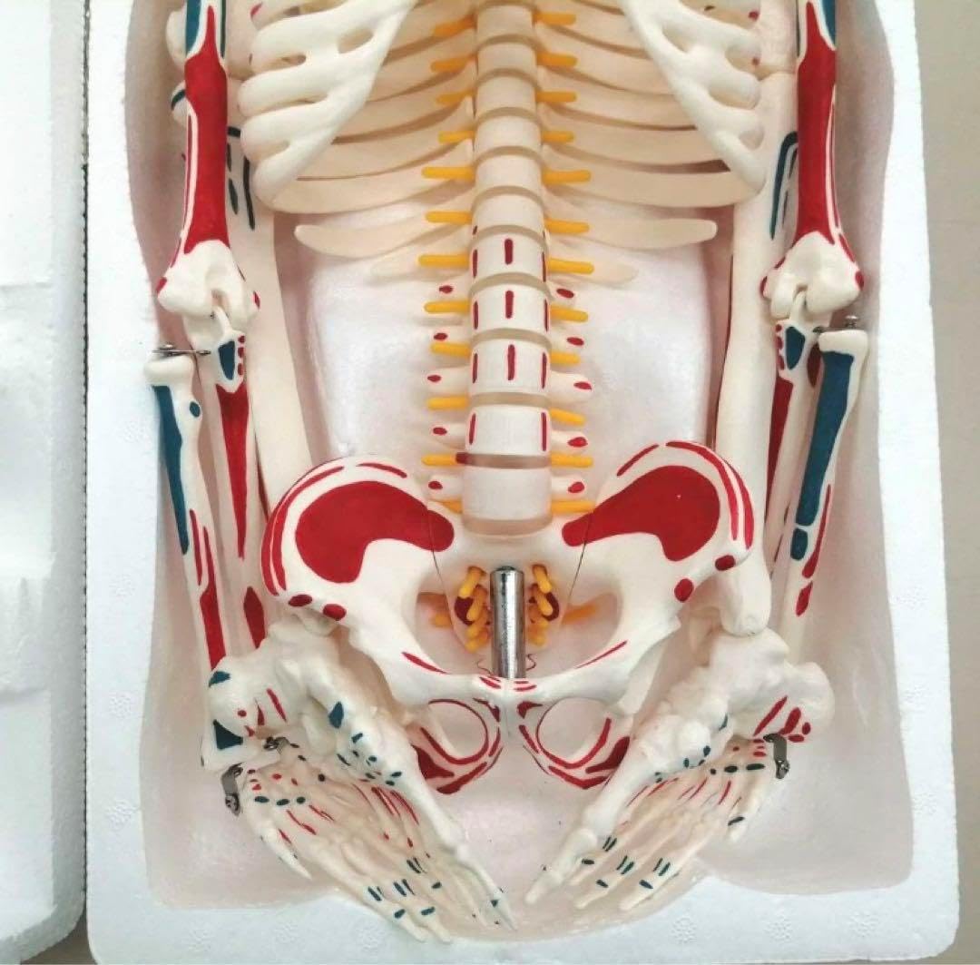 骨格標本 脊柱模型 スタンド付き Amazon.co.jp: timiland 人体骨格模型