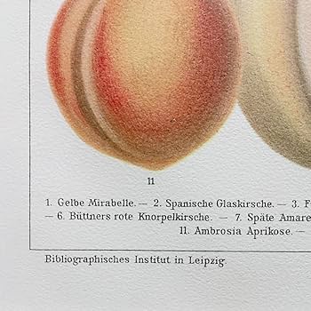 Amazon｜果物の図版 アンティーク 1907年 ドイツ マイヤー百科事典