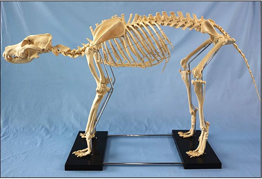 Amazon.co.jp: 組み立てモデル 特大犬の骨格標本モデル 動物の解剖学