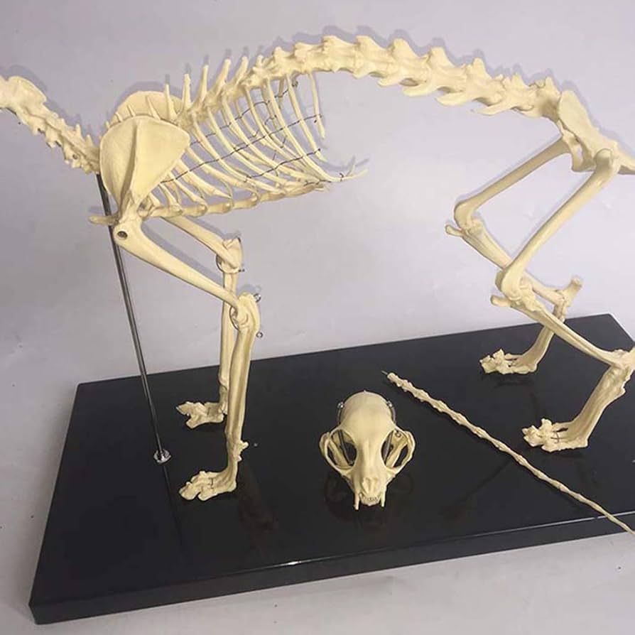 R*o様 猫全身骨格模型 解剖学標本 W47×L23×H32cm 猫全身骨格模型 解剖