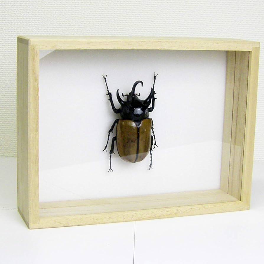 Amazon.co.jp: 虫の標本 ゴホンツノカブト Eupatorus gracilicornis