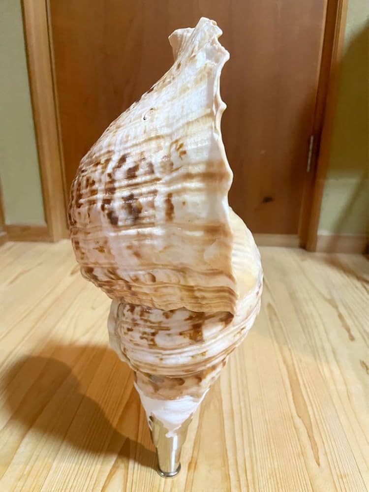 修験道法螺貝37㎝ 山伏 密教 魔除け 熊よけ❣️ほら貝 ホラガイ 【公式