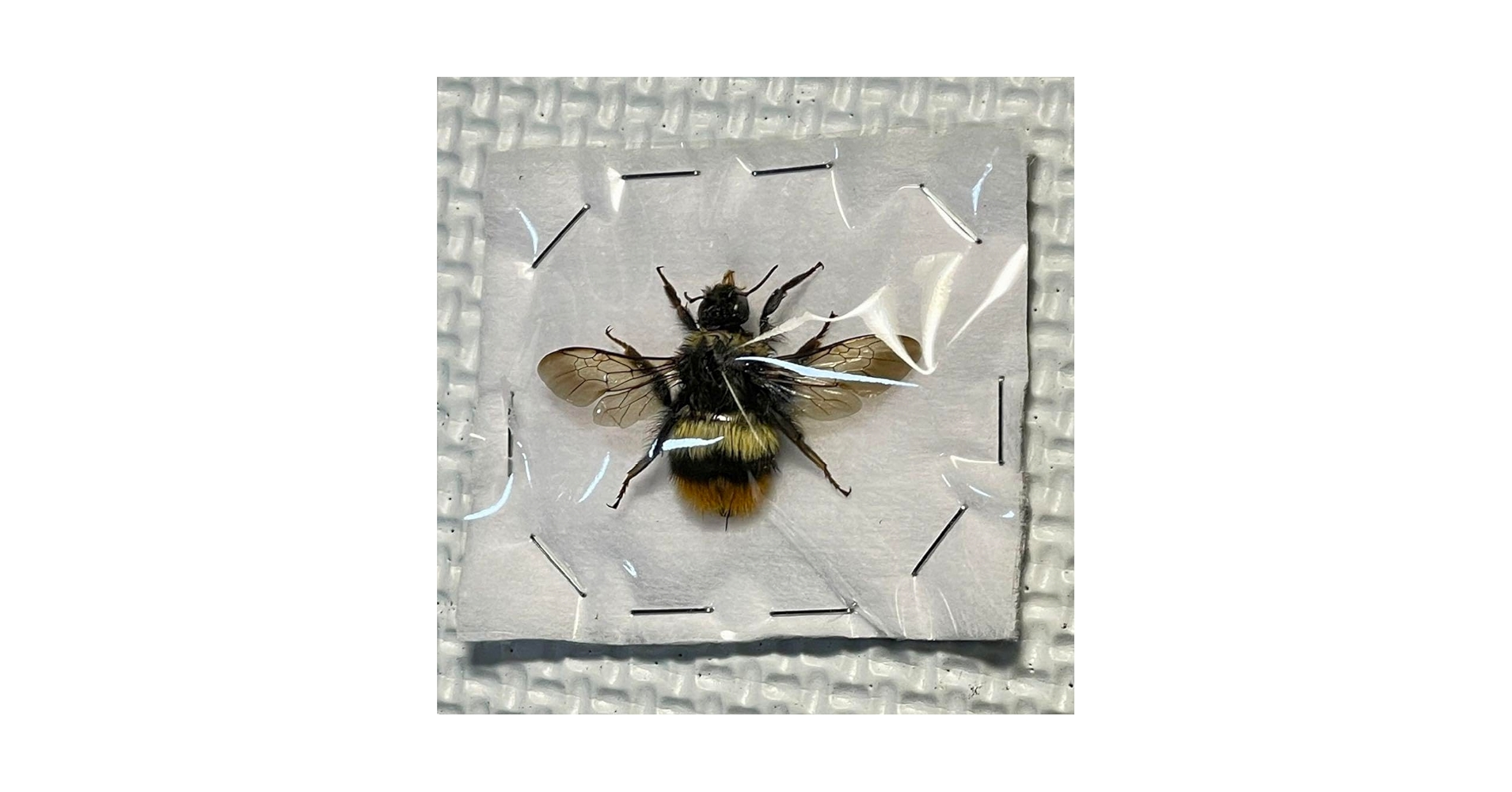 ハチの標本 黒と黄色 約15cm 【公式通販】