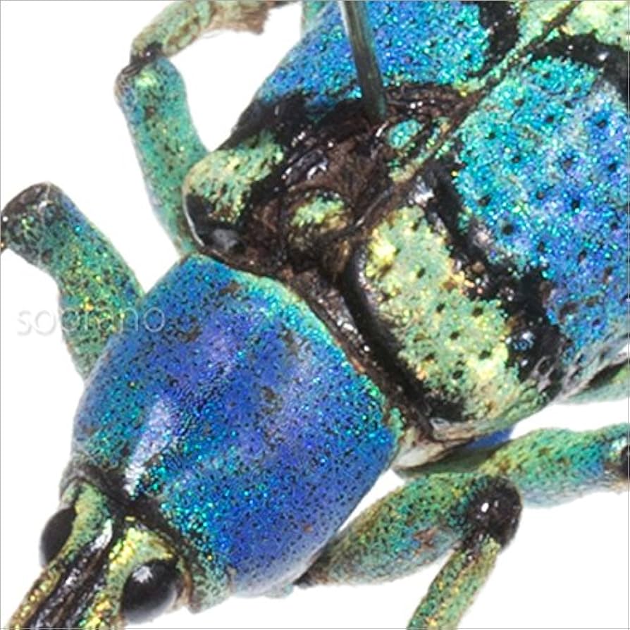 Amazon.co.jp: 虫の標本 ホウセキゾウムシ 2匹 ライトフレーム