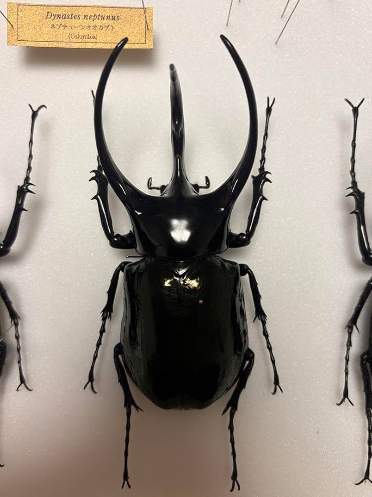 Amazon.co.jp: WD 大型コーカサスオオカブト タイリクコーカサス標本