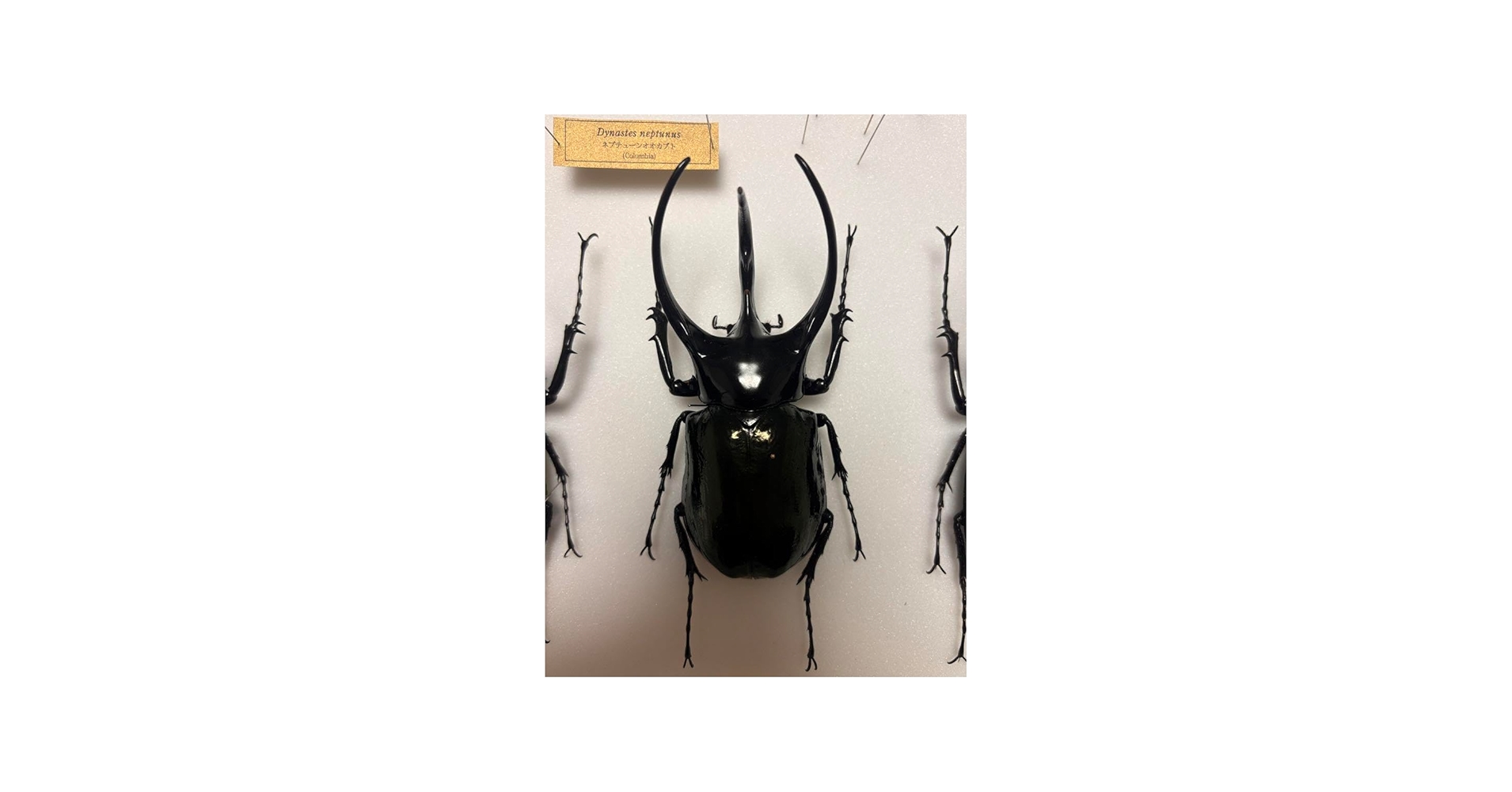 Amazon.co.jp: WD 大型コーカサスオオカブト タイリクコーカサス標本