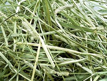 Amazon | 愛らびっと スーパープレミアムチモシー 1番刈り 500g