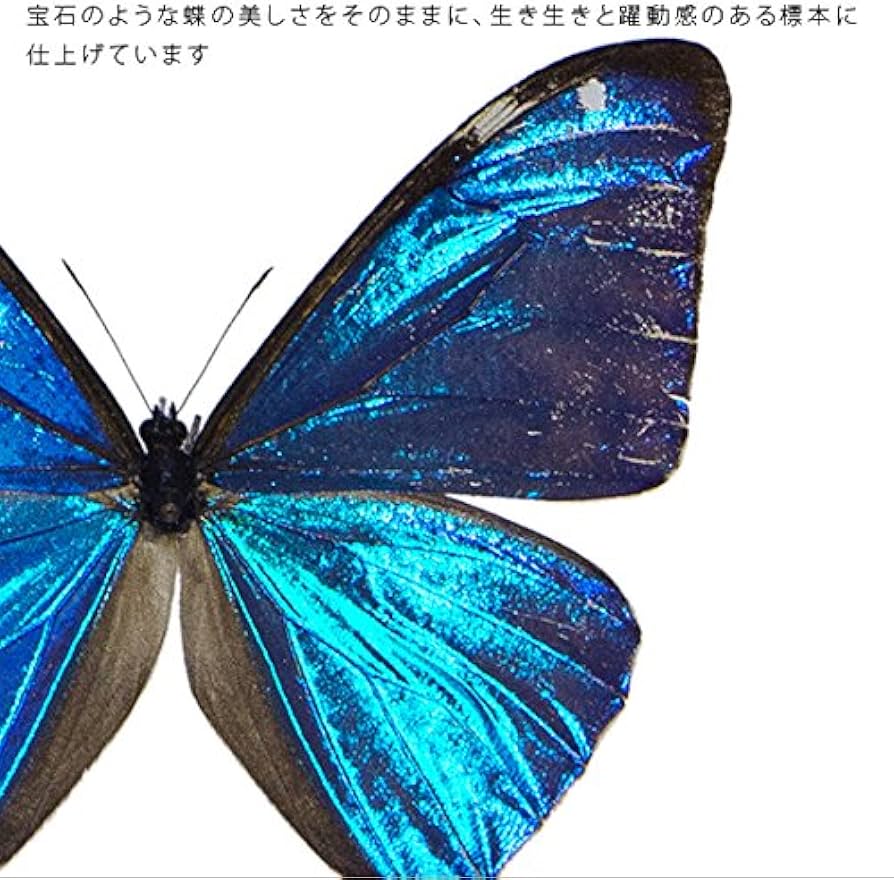 Amazon.co.jp: 蝶の標本 エガモルフォ Morpho aega モルフォチョウ
