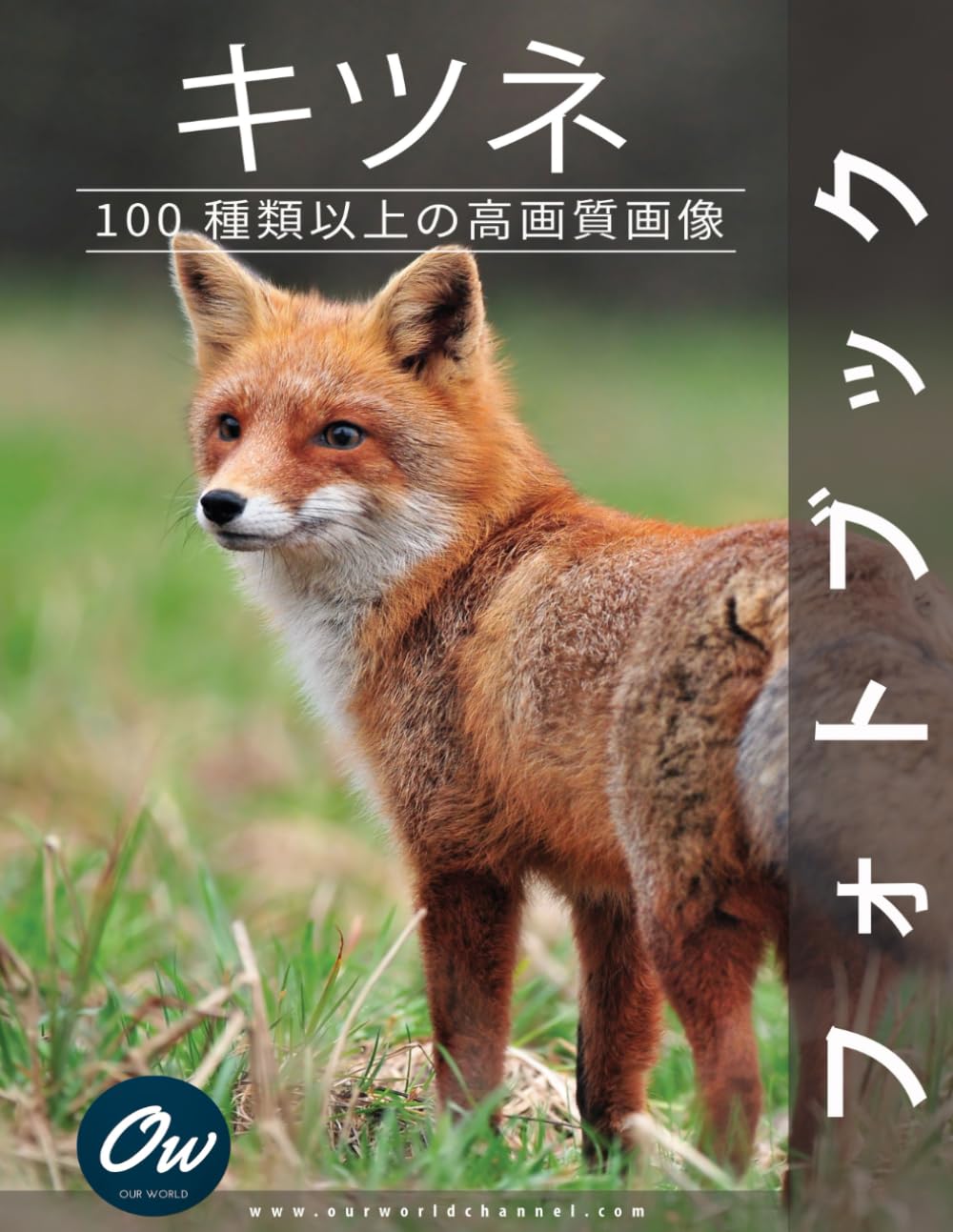 キツネ（プロフ必読) 71i2sVYVsMS.jpg