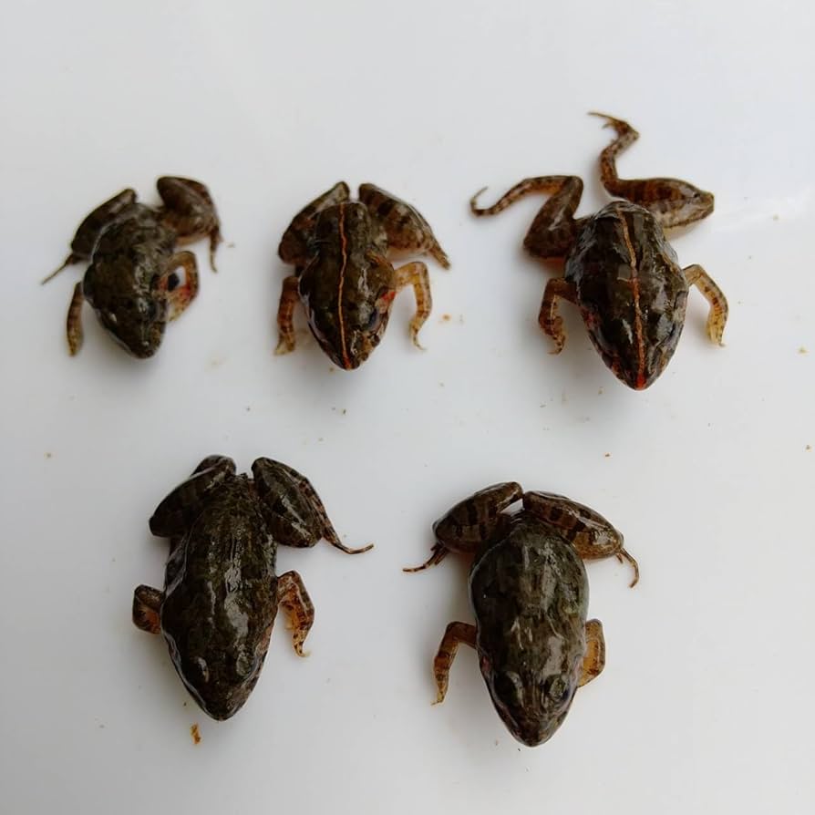 Amazon | 冷凍餌 10匹 餌用カエル ヌマガエル エサ用 急速冷凍 ヘビの