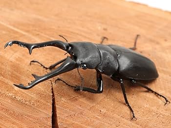 Amazon | 【販売 むしや本舗】 超特大サイズ ギラファノコギリクワガタ