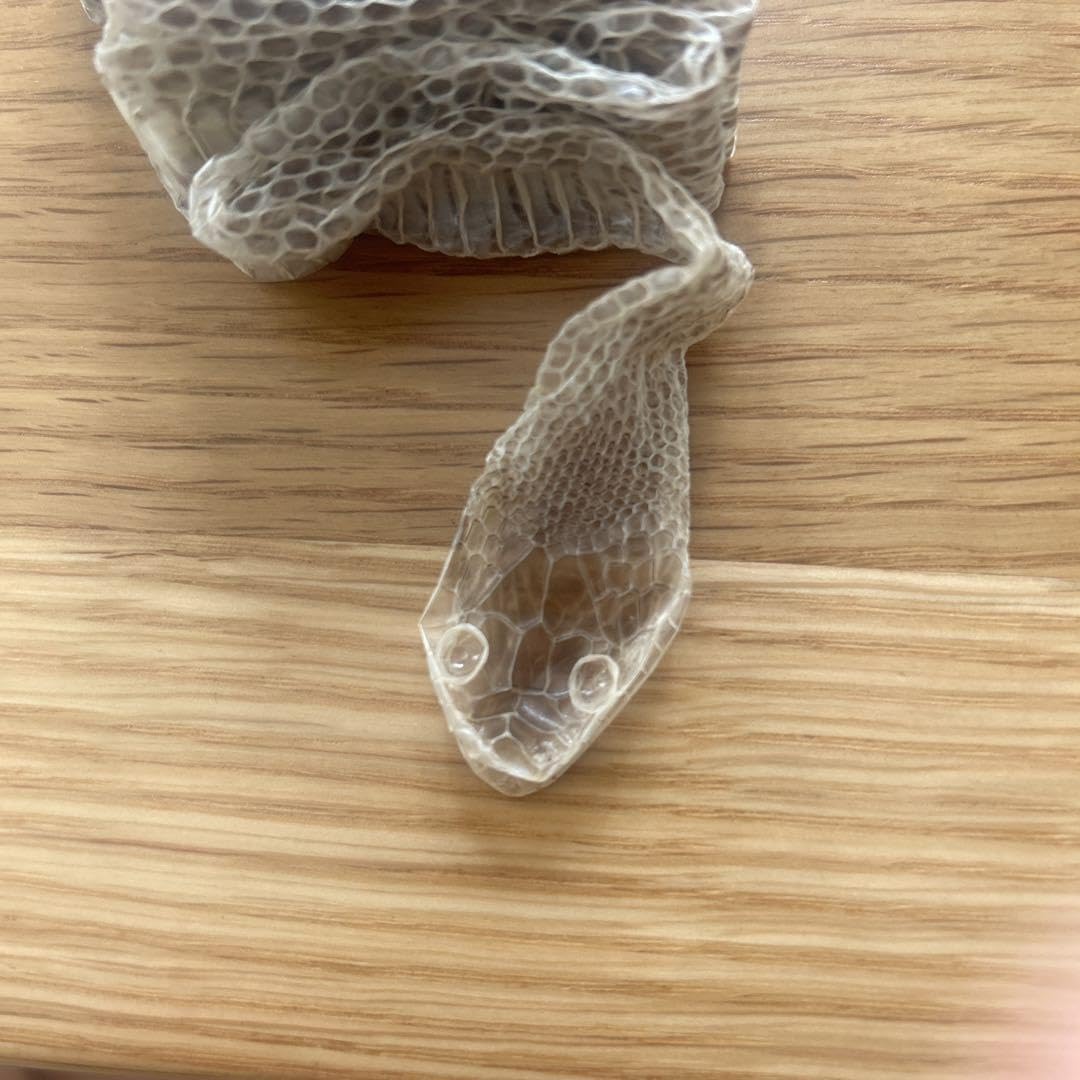 蛇の抜け殻(アオダイショウ) アオダイショウの抜け殻 | 山の便り