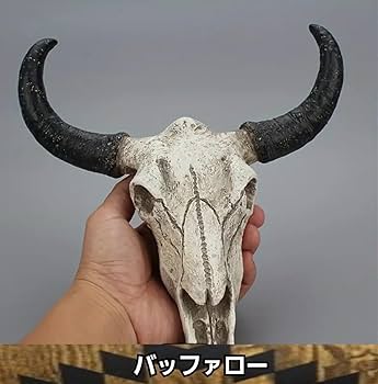 バッファロー スカル 頭蓋骨