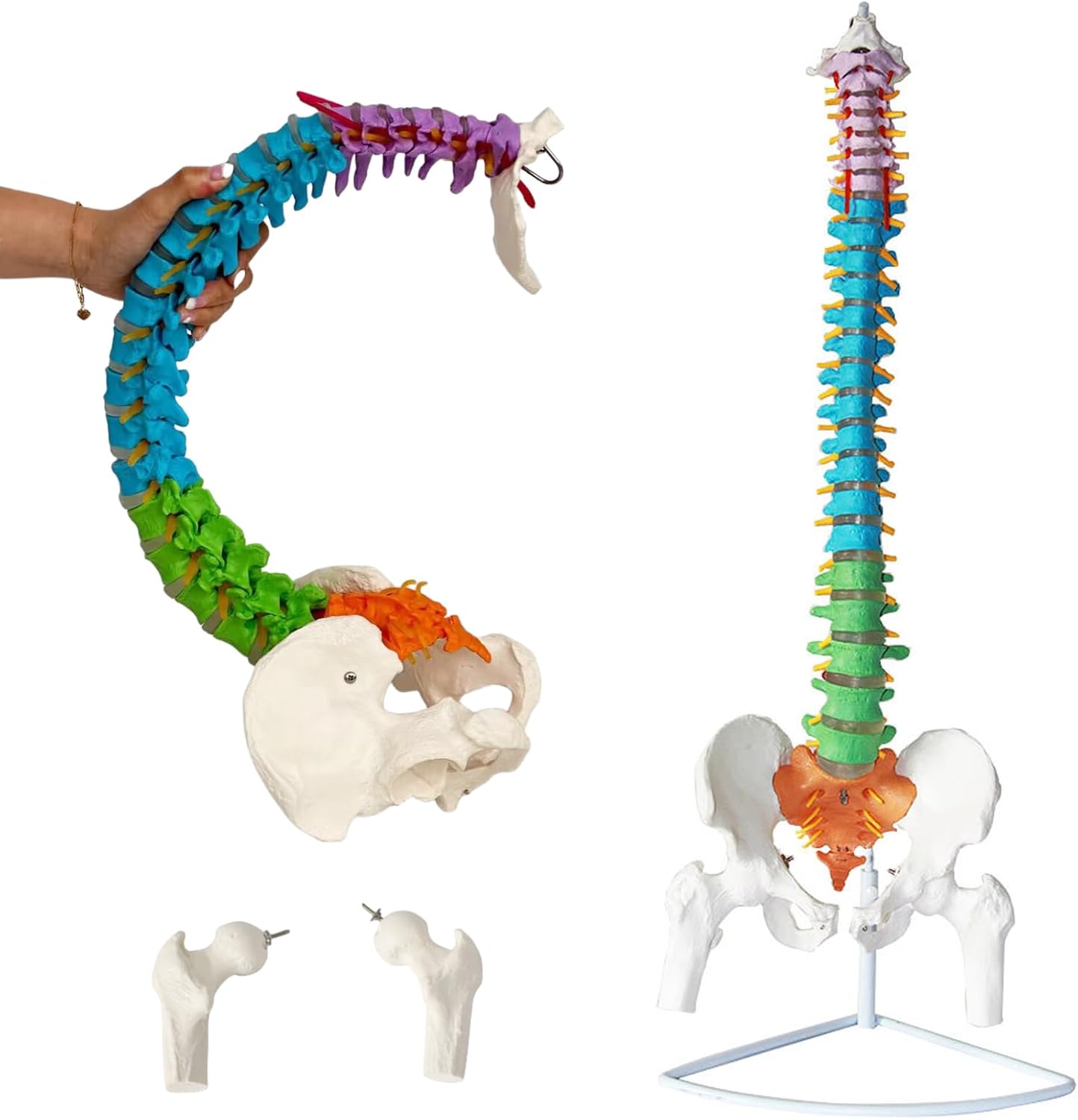 特価商品】1/2サイズなのに高精度かつグニャと背骨を動かせるミニ脊柱