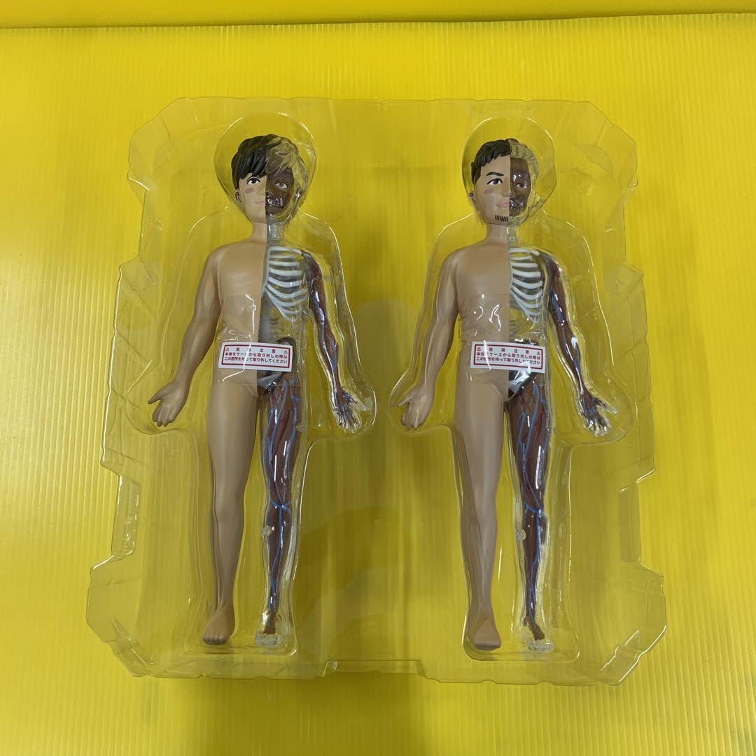 ポルノグラフィティ 人体模型 人体模型 〜PORNOGRAFFITTI Model