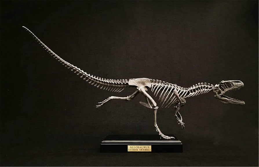 Amazon | 菊石 1/10 サイズ アロサウルス 骨格 恐竜 リアル フィギュア