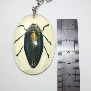 Amazon.co.jp: 産地不明 タマムシ 玉虫 剥製 標本 昆虫標本