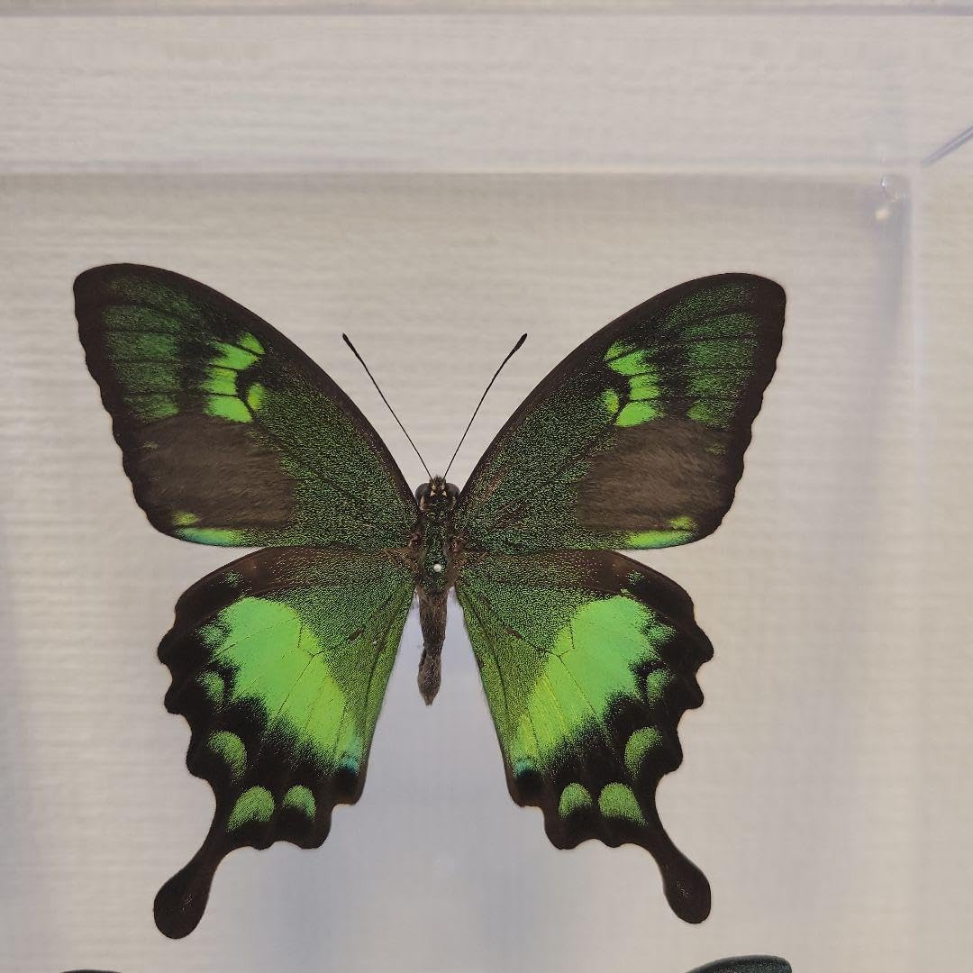 セクロピアサン　蝶標本　蛾標本　美麗！　外国産蝶標本 Yahoo!オークション - 外国産蛾標本 セクロピアサン A-♂ 開長130mm U