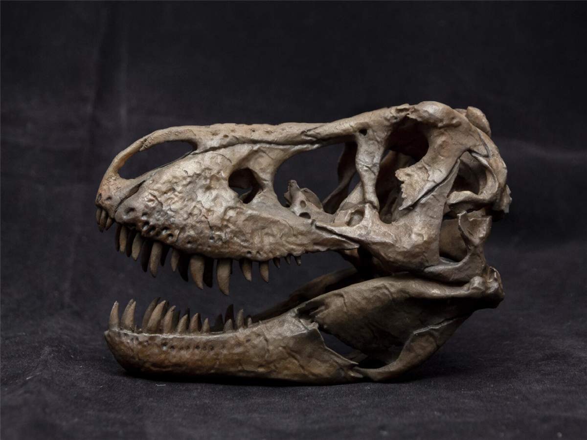 木彫 Tyrannosaurus rex 1/10 全身骨格模型 約97cm 木彫 Tyrannosaurus