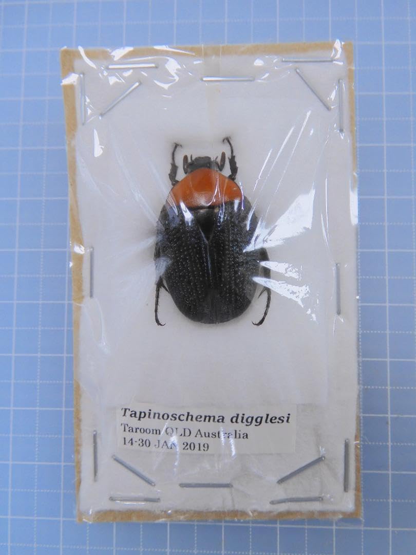 昆虫標本 ゴライアスオオツノハナムグリ 2頭 M6,7 【公式通販】