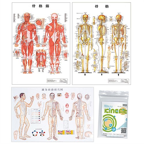Amazon.co.jp: 鍼灸経絡経穴図ポスター + 人体解剖学チャート ポスター