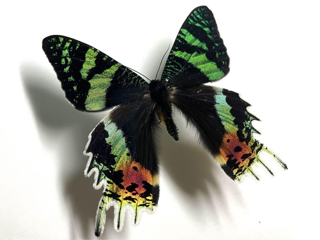 土日限定セール 昆虫標本 日本産オオヨツバコガネムシ 土日限定セール