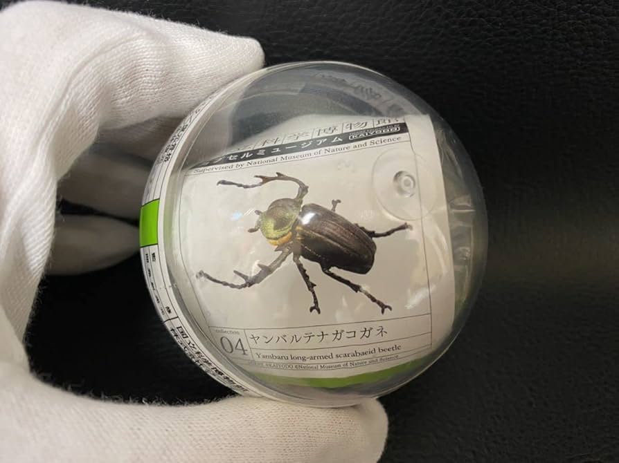 Amazon | 国立科学博物館 カプセルミュージアム ヤンバルテナガコガネ