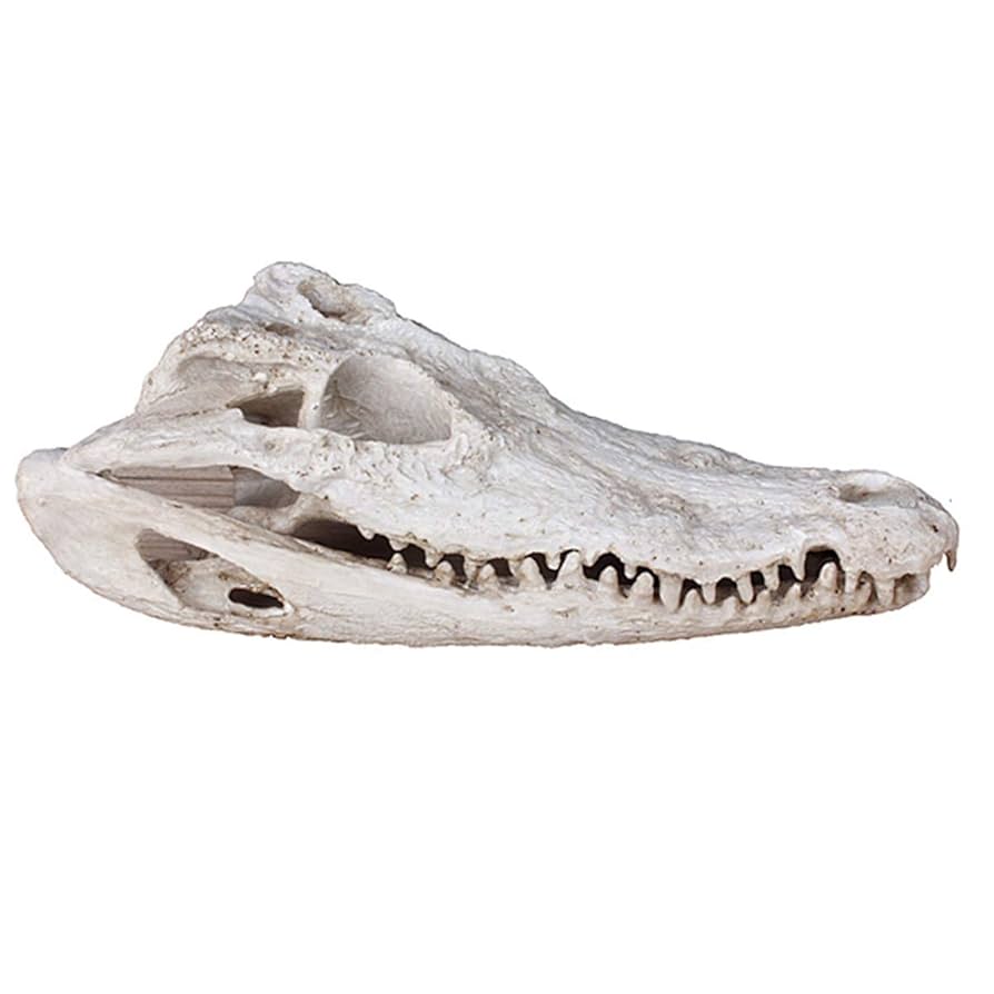 骨格 頭骨 ワニ スカル クロコダイル 美麗 【公式通販】
